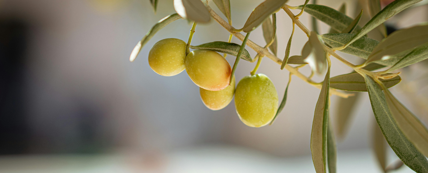 Zeytinyağının 5 Temel Faydası